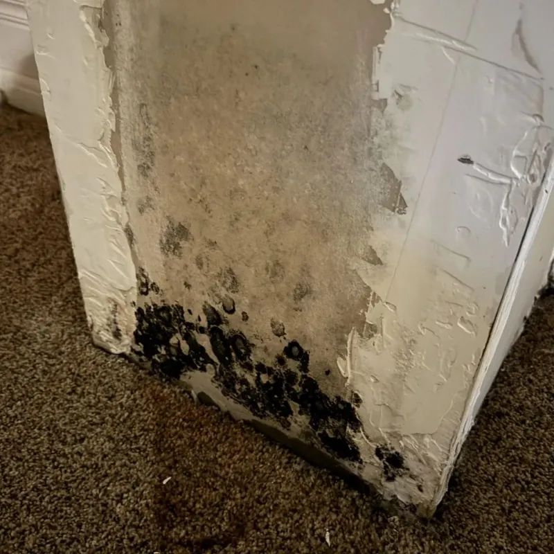 Professional Mold Removal in Dent, OH